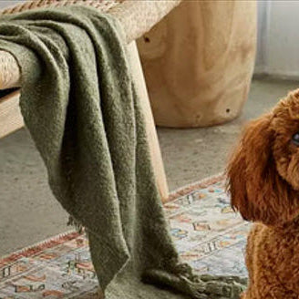 Why Is My Dog Peeing in the House All of a Sudden? Understanding & Solving the Issue