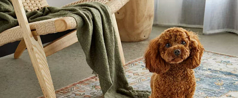 Why Is My Dog Peeing in the House All of a Sudden? Understanding & Solving the Issue